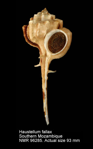 Haustellum fallax.jpg - Haustellum fallax (E.A.Smith,1901)